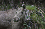 Elk Portrait