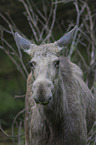 Elk Portrait