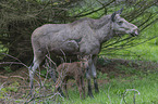 Elk mother with baby
