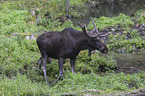 standing Elk