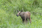 young elk