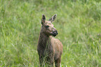 young elk