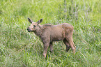 young elk