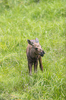 young elk