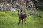 young Moose