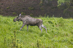 walking Moose