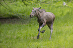 running Moose