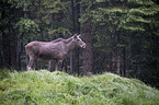 standing Moose