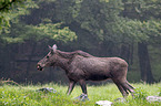 walking Moose