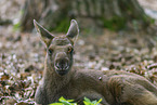 young elk