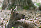 young elk