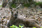 young elk