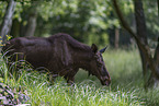 elk