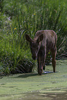 young elk