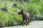 young elk