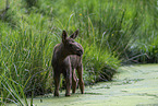 young elk