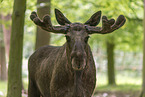 elk