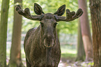 elk