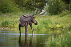 moose