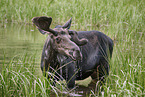 moose