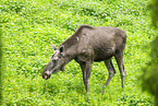 moose