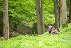 moose