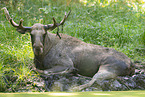 Elk