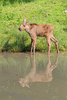 moose