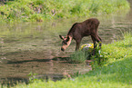 moose
