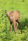 moose
