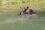 moose