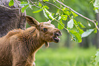 elk