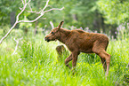 elk