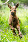 elk