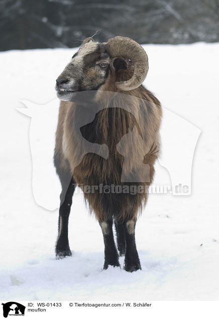 Mufflon / mouflon / WS-01433