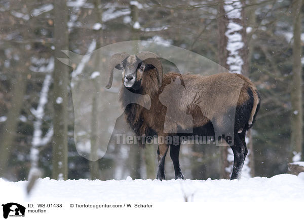 Mufflon / mouflon / WS-01438