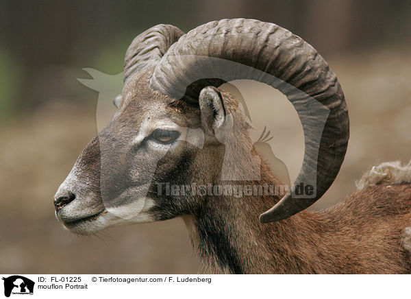 Mufflon Portrait / mouflon Portrait / FL-01225