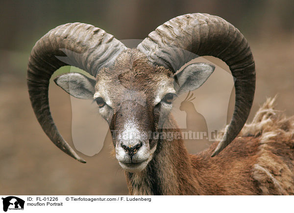 Mufflon Portrait / mouflon Portrait / FL-01226