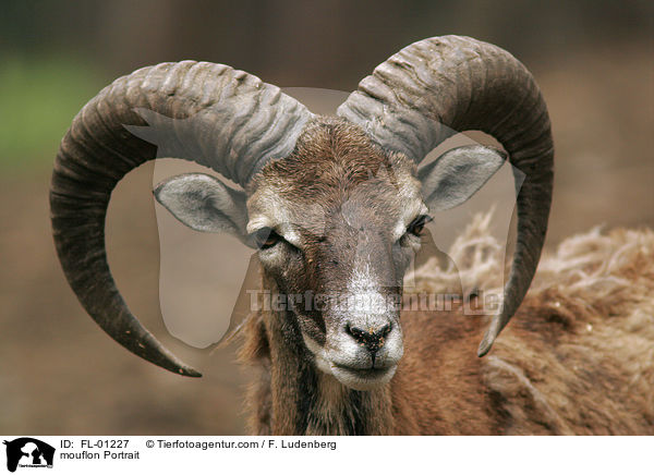 Mufflon Portrait / mouflon Portrait / FL-01227
