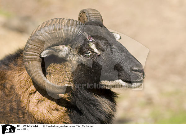 Mufflon / moufflon / WS-02944