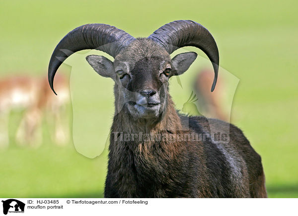 Mufflon Portrait / mouflon portrait / HJ-03485