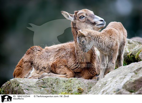 Mufflons / moufflons / MAZ-02544