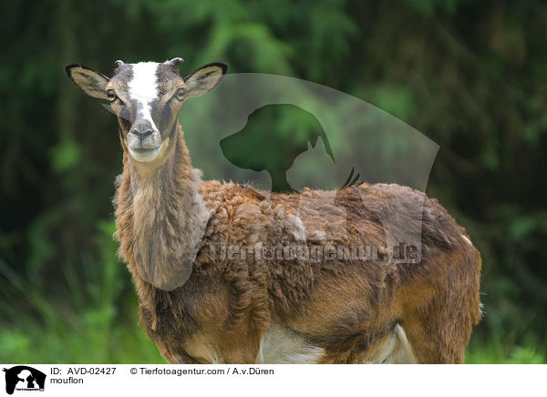 Mufflon / mouflon / AVD-02427