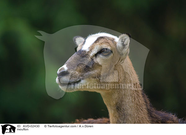 Mufflon / mouflon / AVD-02430