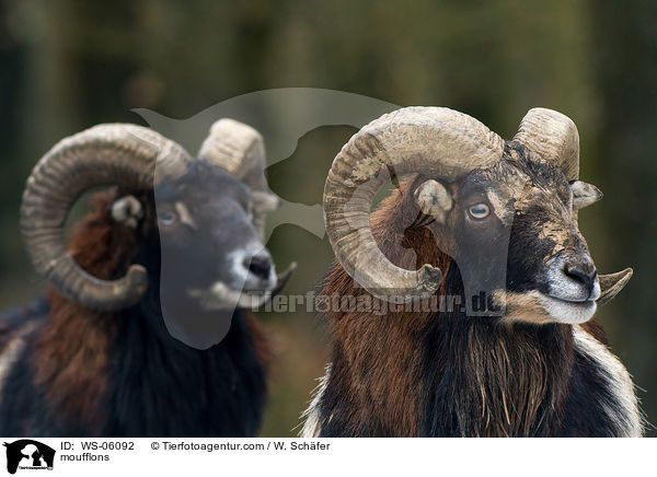 Mufflons / moufflons / WS-06092