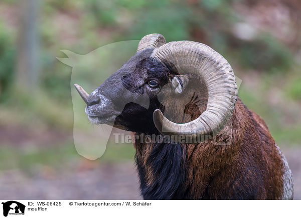 Mufflon / moufflon / WS-06425