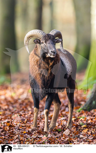 Mufflon / moufflon / WS-06431