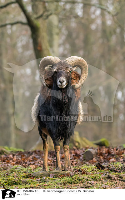 Mufflon / moufflon / WS-06743