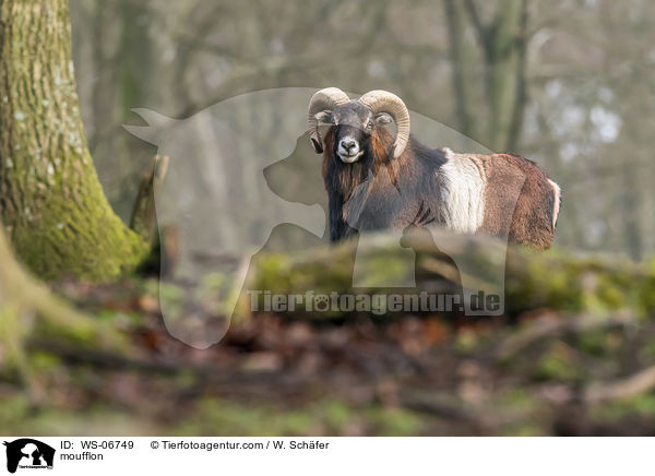 Mufflon / moufflon / WS-06749