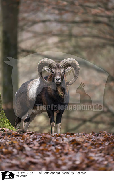 Mufflon / moufflon / WS-07467
